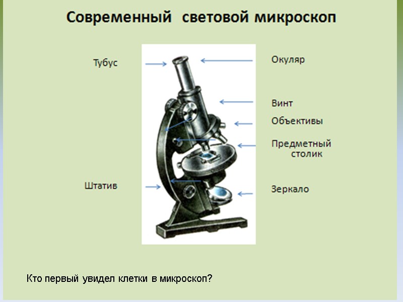 Кто первый увидел клетки в микроскоп?